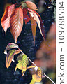 Autumn and green leaves in a nearby park 109788504