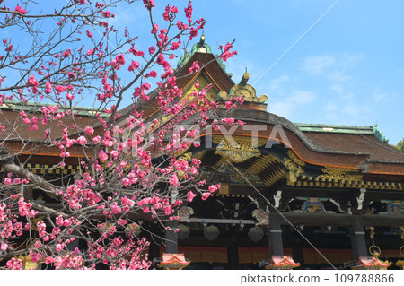京都市北野天滿宮國寶正殿與紅梅 京都市北野天滿宮國寶正殿與紅梅 109788866