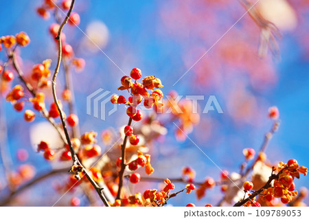 紅刺漿果（冬季，十二月） 109789053