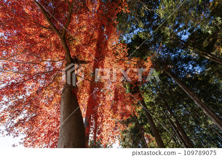 Nagatoro Town, Hodozan summit, giant tree in the inner shrine of Hodosan Shrine Nagatoro Town, Hodozan summit, giant tree in the inner shrine of Hodosan Shrine 109789075