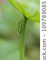 Tree frog taking a rest 109789085