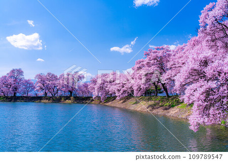 [櫻花材料]伊那市六道堤的櫻花[長野縣] 109789547