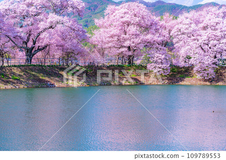 [櫻花材料]伊那市六道堤的櫻花[長野縣] 109789553
