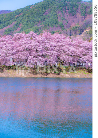 [櫻花材料]伊那市六道堤的櫻花[長野縣] 109789556