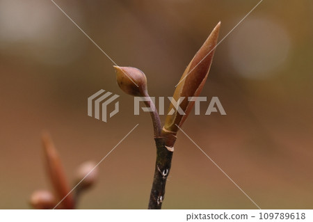 Natural plant Kuromoji, a deciduous shrub of the Lauraceae family. It flowers around April, so flower buds start growing during the winter. 109789618