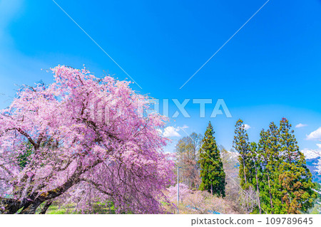 [春天的材料]春天的絕景，小川村番所的櫻花[長野縣] 109789645