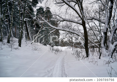 Winter forest landscape with a path in the snow Winter forest landscape with a path in the snow 109789798