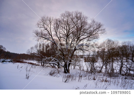 Winter landscape with bare trees on the bank of the river at sunset 109789801