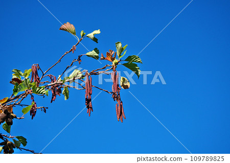 榿木芽變成紅棕色（冬季，十二月） 109789825