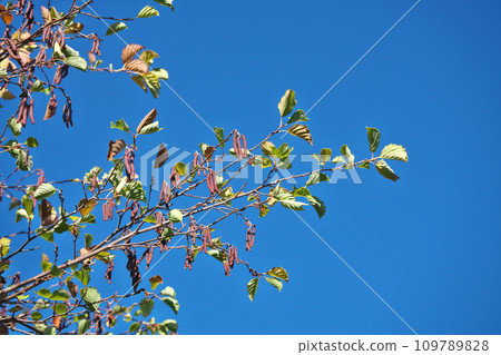 榿木芽變成紅棕色（冬季，十二月） 109789828