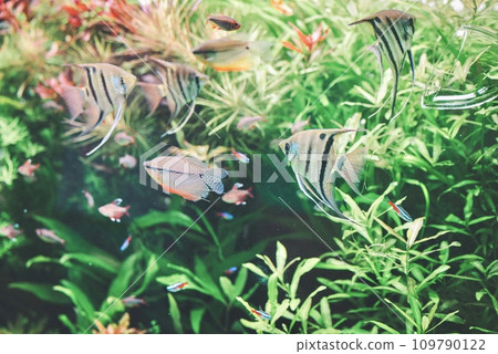 creatures in the aquarium creatures in the aquarium 109790122