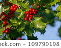 Other name: Christmas Holly 109790198