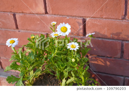 Creeping Daisy flowers or chamomile in a pot, red brick wall background. White Chrysanthemum paludosum, or Marguerite, or daisies growing in a pot against a red brick wall, close-up, horizontal photo. 109790203