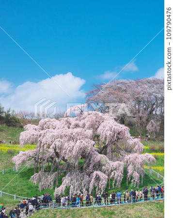 一朵櫻花 - 映襯藍天的三春瀧櫻（2023） 109790476