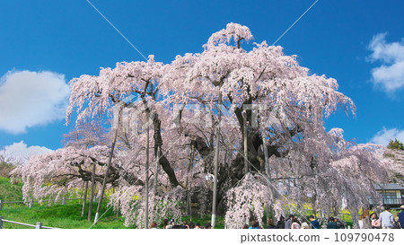Single Cherry Blossom - Miharu Takizakura in full bloom that shines against the blue sky (2023) 109790478
