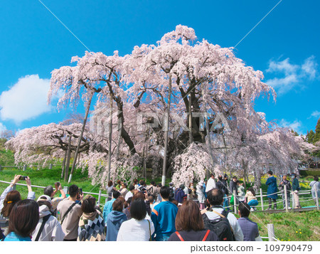 Single Cherry Blossom - Miharu Takizakura in full bloom that shines against the blue sky (2023) 109790479
