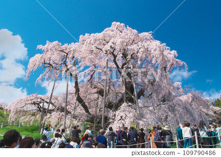 一朵櫻花 - 映襯藍天的三春瀧櫻（2023） 109790486