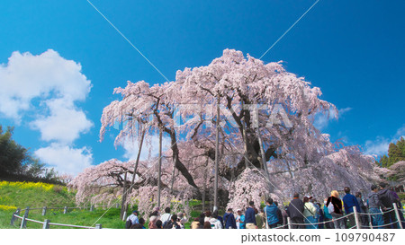 一朵櫻花 - 映襯藍天的三春瀧櫻(2023) 一朵櫻花 - 映襯藍天的三春瀧櫻(2023) 109790487