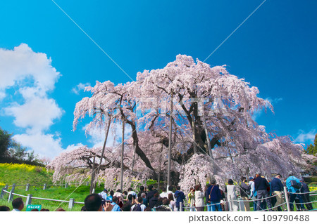 一朵櫻花 - 映襯藍天的三春瀧櫻（2023） 109790488