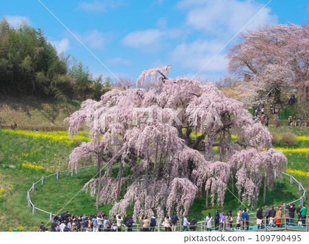 Single Cherry Blossom - Miharu Takizakura in full bloom that shines against the blue sky (2023) Single Cherry Blossom - Miharu Takizakura in full bloom that shines against the blue sky (2023) 109790495