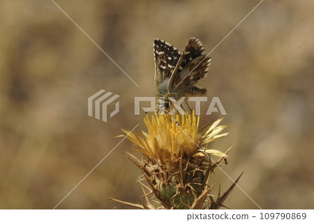 Closeup on a Red underwing skipper butterfly, Spialia sertorius sitting on a yellow thistle flower Closeup on a Red underwing skipper butterfly, Spialia sertorius sitting on a yellow thistle flower 109790869