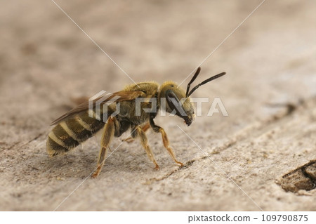 Closeup on a Southern Heath Fritillary butterfly, Melitaea celadussa, with spread wings in a meadow Closeup on a Southern Heath Fritillary butterfly, Melitaea celadussa, with spread wings in a meadow 109790875