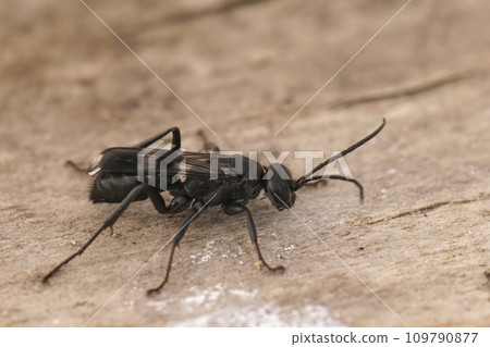 Closeup on a Mediterranean black spider wasp species of the genus Dipogon Closeup on a Mediterranean black spider wasp species of the genus Dipogon 109790877