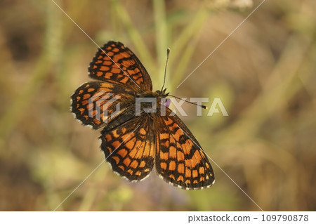 Closeup on a Southern Heath Fritillary butterfly, Melitaea celadussa, with spread wings in a meadow Closeup on a Southern Heath Fritillary butterfly, Melitaea celadussa, with spread wings in a meadow 109790878
