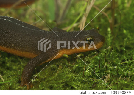Closeup on a poisonous Californian Rough skinned newt, Taricha granulosa 109790879