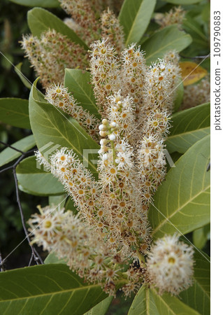 Closeup on a seasonal rich blossoming English or Cherry laurel, Prunus laurocerasus 109790883