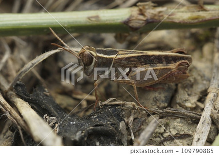 Closeup on short-horned Barbarian Grasshopper Calliptamus barbarus , from Gard, France Closeup on short-horned Barbarian Grasshopper Calliptamus barbarus , from Gard, France 109790885