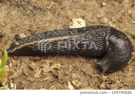 Closeup on a large slimy, air-breathing ash-black land slug, Limax cinereoniger 109790886