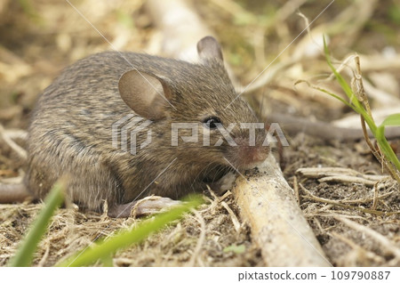 Closeup on a young juvenile fluffy Common European house mouse Mus musculus 109790887