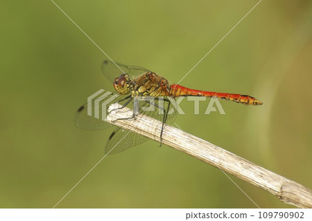 Closeup on the brilliant red male of the Ruddy darter dragonfly, Sympetrum sanguineum Closeup on the brilliant red male of the Ruddy darter dragonfly, Sympetrum sanguineum 109790902