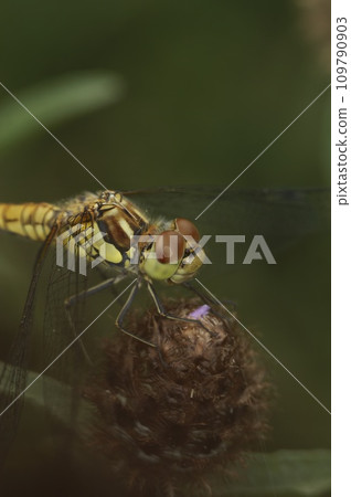 Closeup on a Common European darter dragonfly, Sympetrum striolatum perched on vegetation 109790903