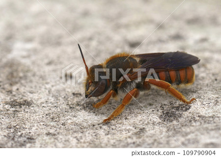Detailed closeup on the coloreful spotted red-resin bee, Rhodanthidium sticticum sitting on a stone Detailed closeup on the coloreful spotted red-resin bee, Rhodanthidium sticticum sitting on a stone 109790904