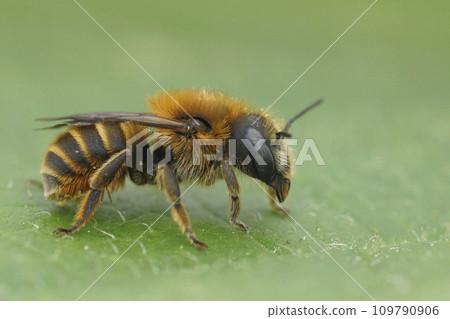 Closeup on a female of the rare Gold fringend mason bee, Osmia aurulenta sitting on a green leaf Closeup on a female of the rare Gold fringend mason bee, Osmia aurulenta sitting on a green leaf 109790906