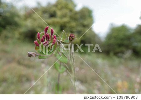 Closeup on the red flower of the Mediterranean Honeysuckle, Lonicera implexa in a meadow 109790908