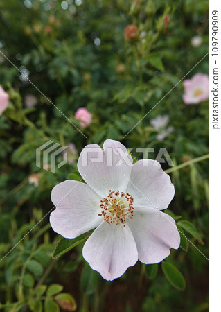 Vertical closeup on a white flower of a blooming dog rose, Rosa canina Vertical closeup on a white flower of a blooming dog rose, Rosa canina 109790909