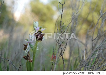 Close up of awhite flowered woodcock bee-orchid Ophrys scolopax, growing in a Mediterrean field Close up of awhite flowered woodcock bee-orchid Ophrys scolopax, growing in a Mediterrean field 109790910