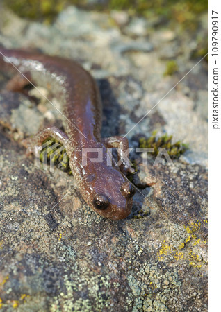 Vertical closeup on an adult female of the very rare Scott barr salamander, Plethodon asupak form North California 109790917