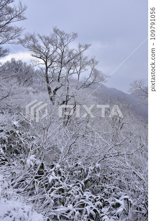 A snow-capped mountain 109791056