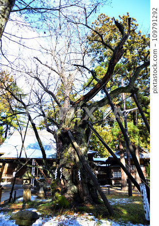 福島縣會津若松市海陽町能量點海陽國神社的神樹 109791292