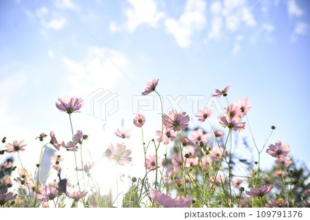 Nagoya Port Bluebonnet Autumn Garden Nagoya Port Bluebonnet Autumn Garden 109791376