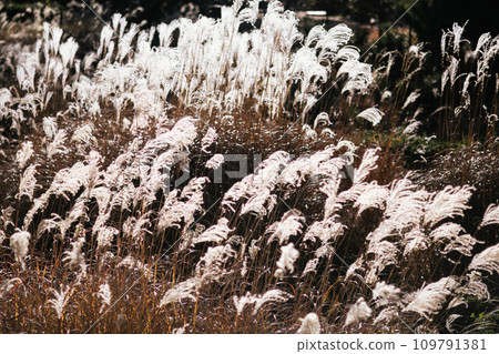 Pampas grass fluttering in the wind Pampas grass fluttering in the wind 109791381