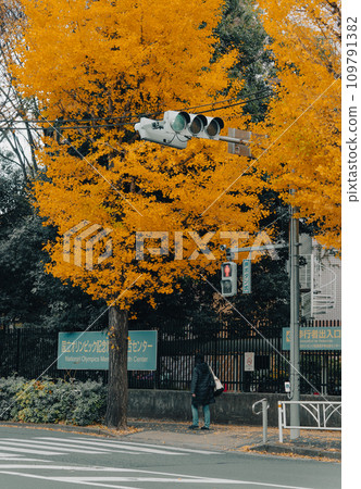 A woman walking with ginkgo trees A woman walking with ginkgo trees 109791382