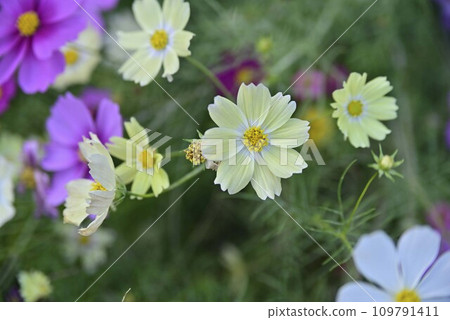 名古屋港矢車菊秋季花園 名古屋港矢車菊秋季花園 109791411