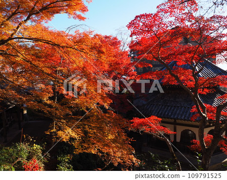 京都Zenjinji秋葉 109791525