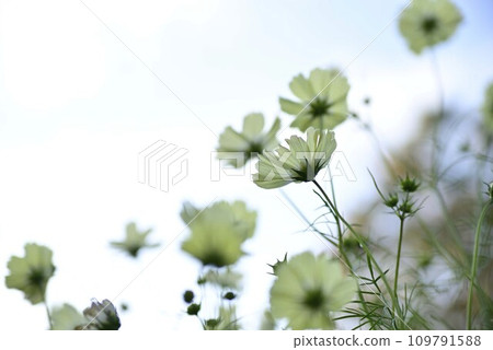 名古屋港矢車菊秋季花園 109791588