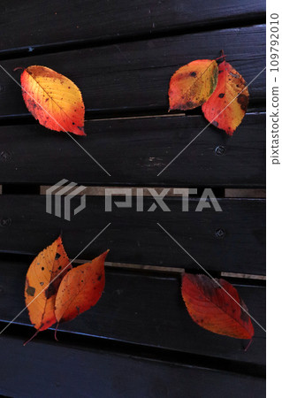 Fallen leaves Autumn image material 109792010